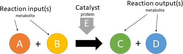 catalysis reaction layout in biological schematic