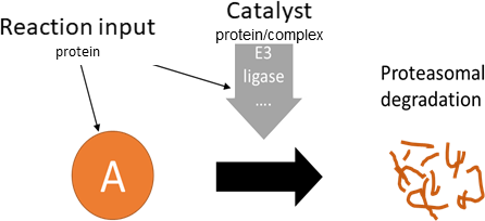 degradation/secretion reaction layout in biological schematic