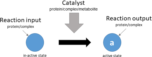 protein activation reaction layout in biological schematic