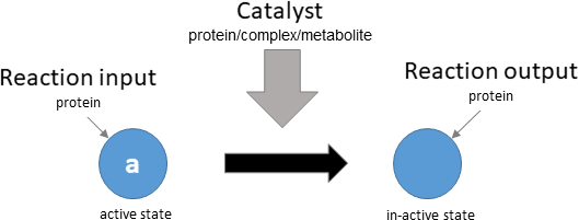 protein deactivation reaction layout in biological schematic