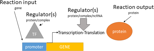 transcriptional/translational activation reaction layout in biological schematic