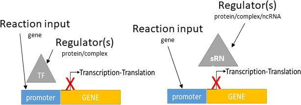transcriptional/translational repression reaction layout in biological schematic
