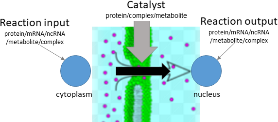 translocation reaction layout in biological schematic