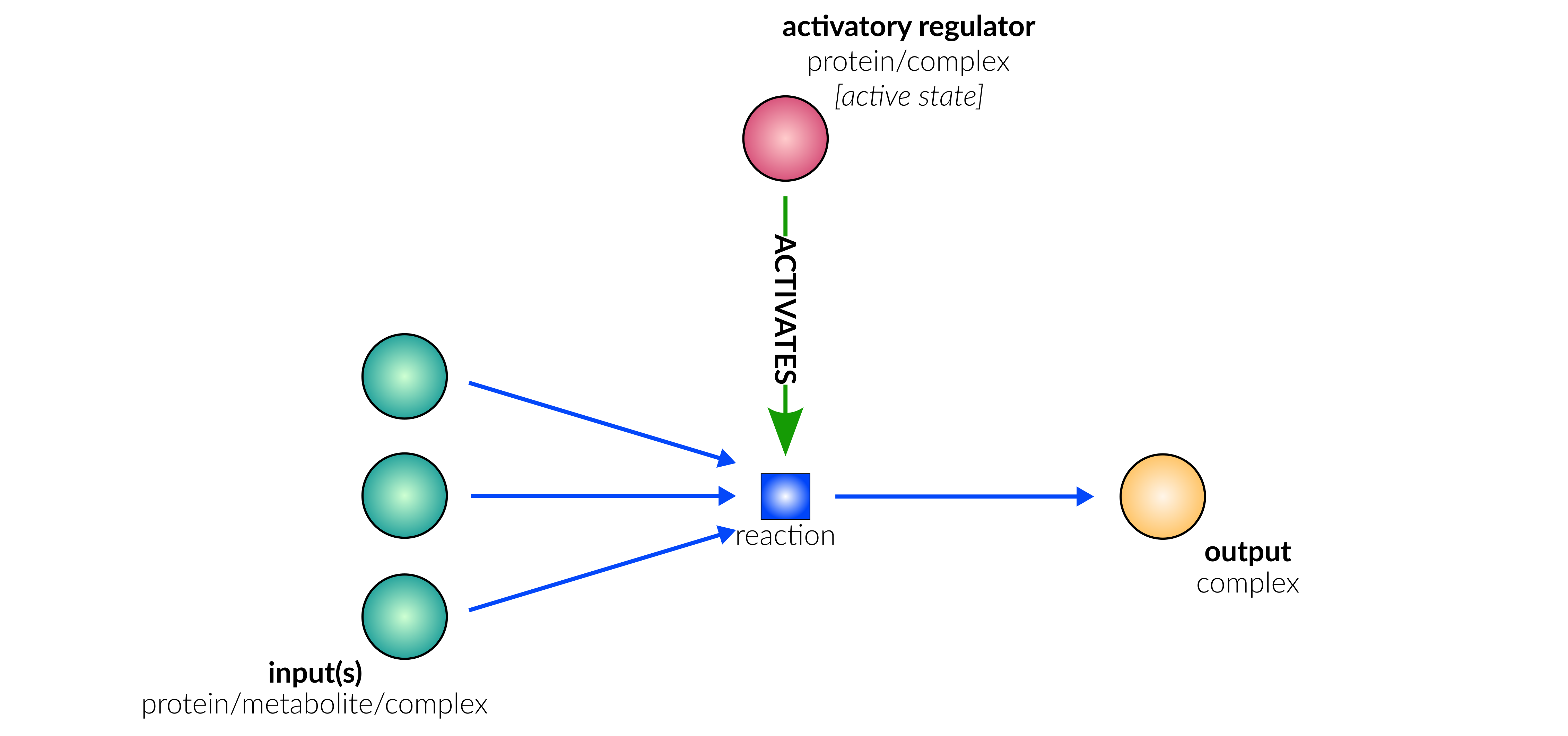 binding/oligomerisation reaction layout in database schematic