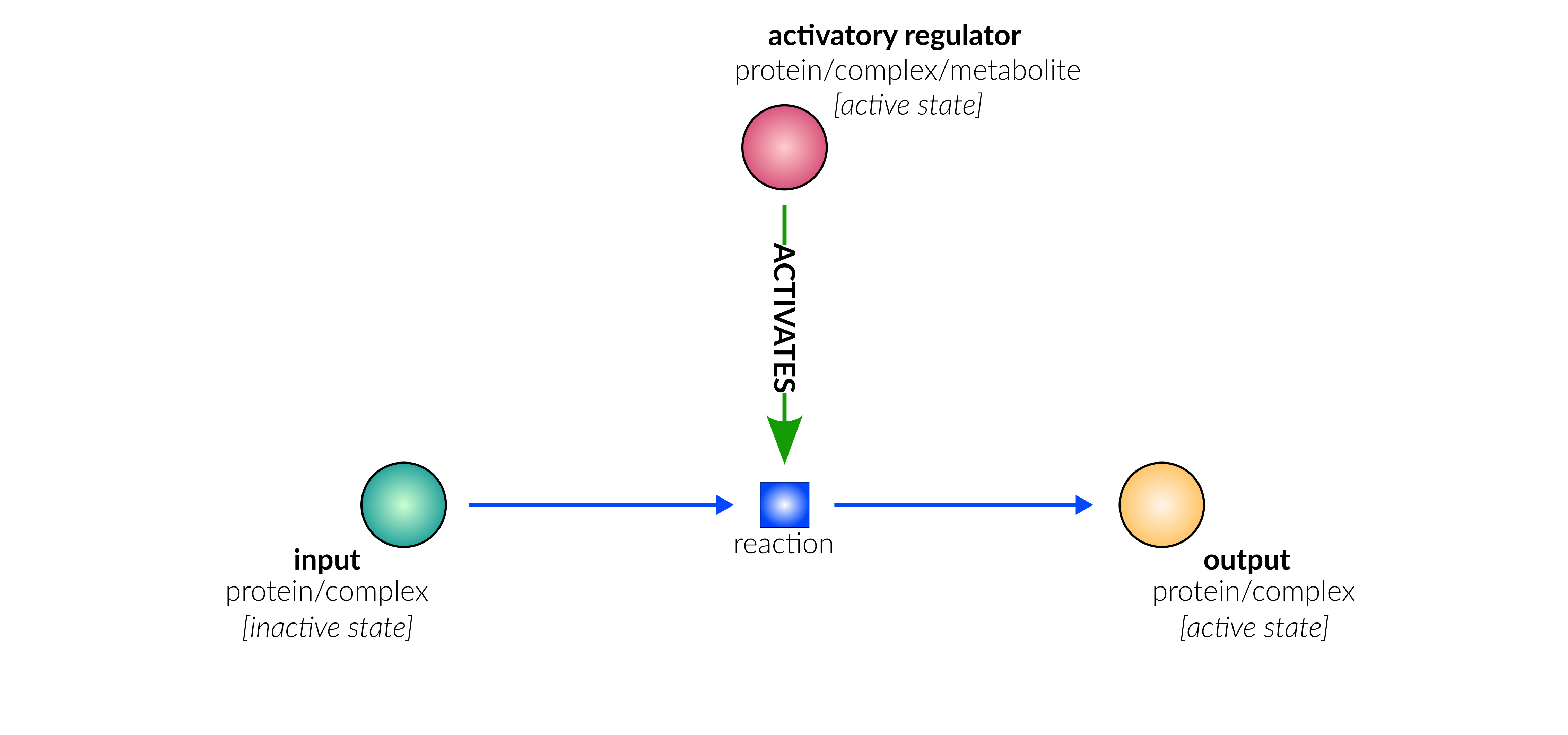 protein activation reaction layout in database schematic