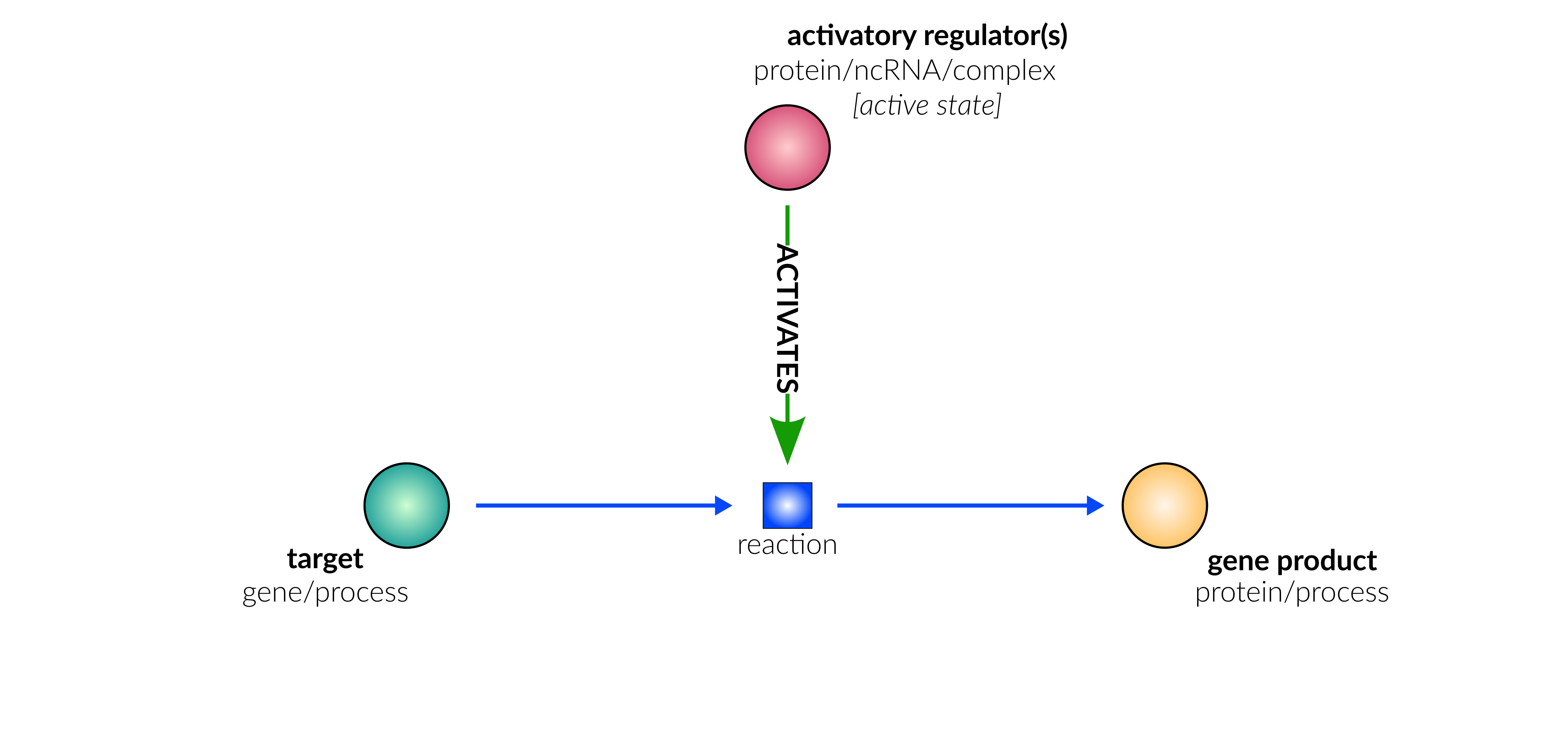 transcriptional/translational activation reaction layout in database schematic